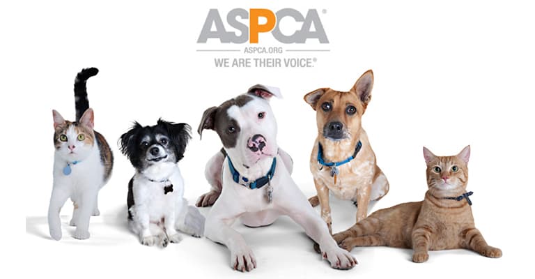 sell you junk car today experts